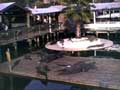 Gator Cam